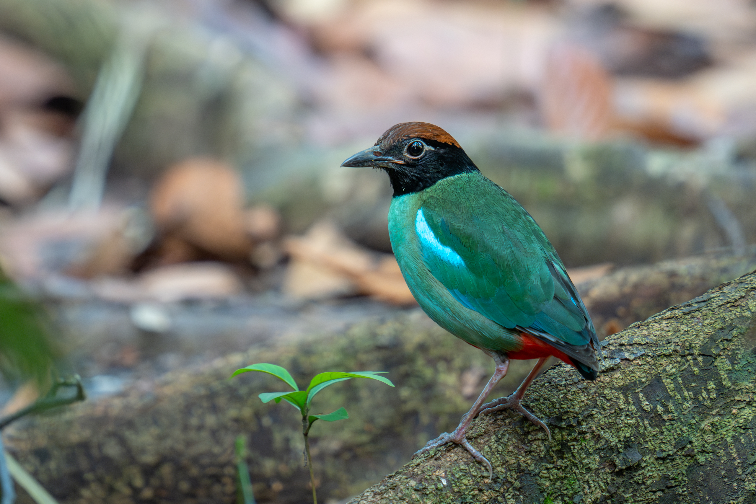 シンガポールで野鳥観察 Western Hooded Pitta ズグロヤイロチョウ