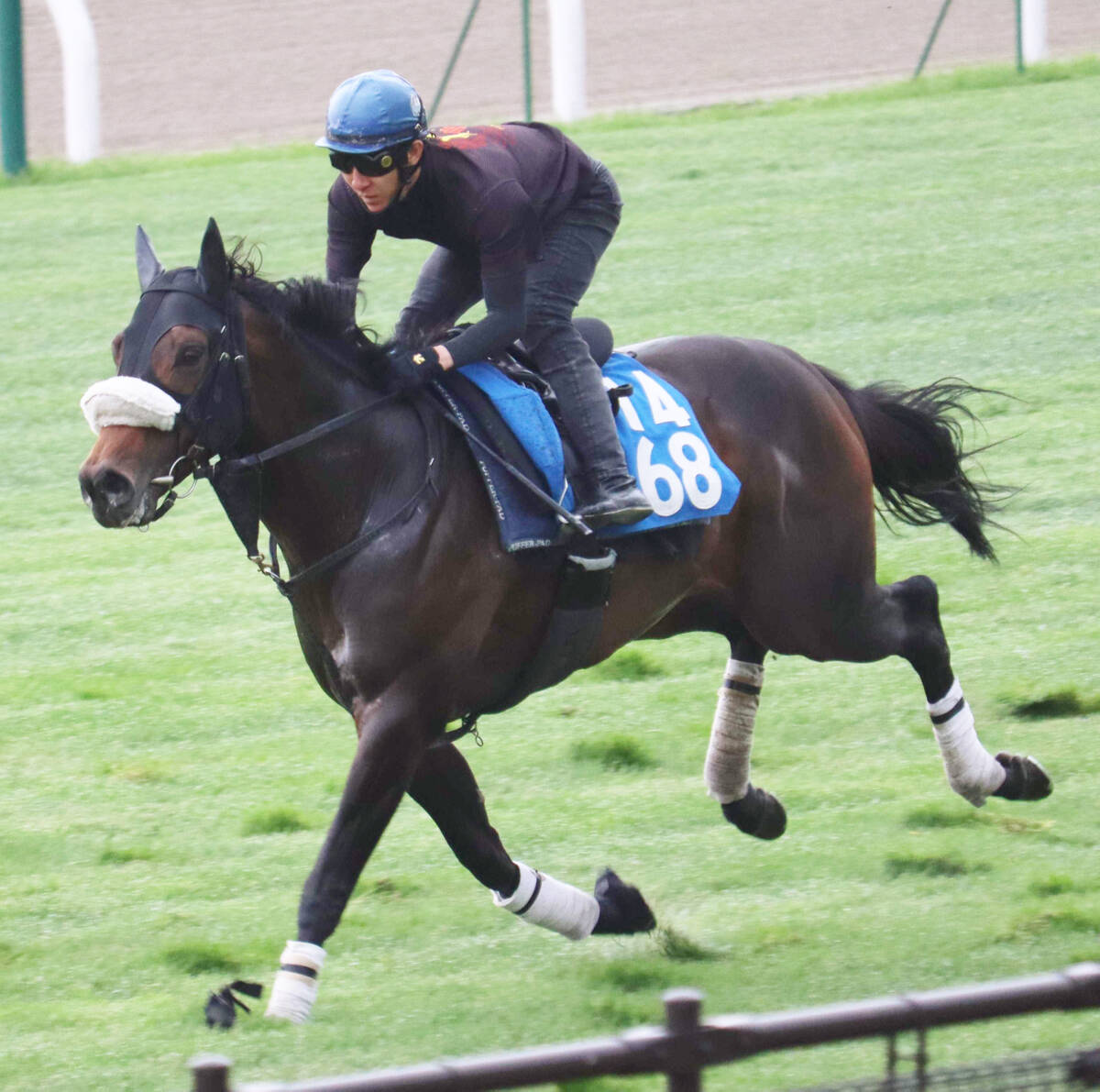 戸田の日曜注目馬【阪神2R・2歳未勝利】 - スポーツ報知