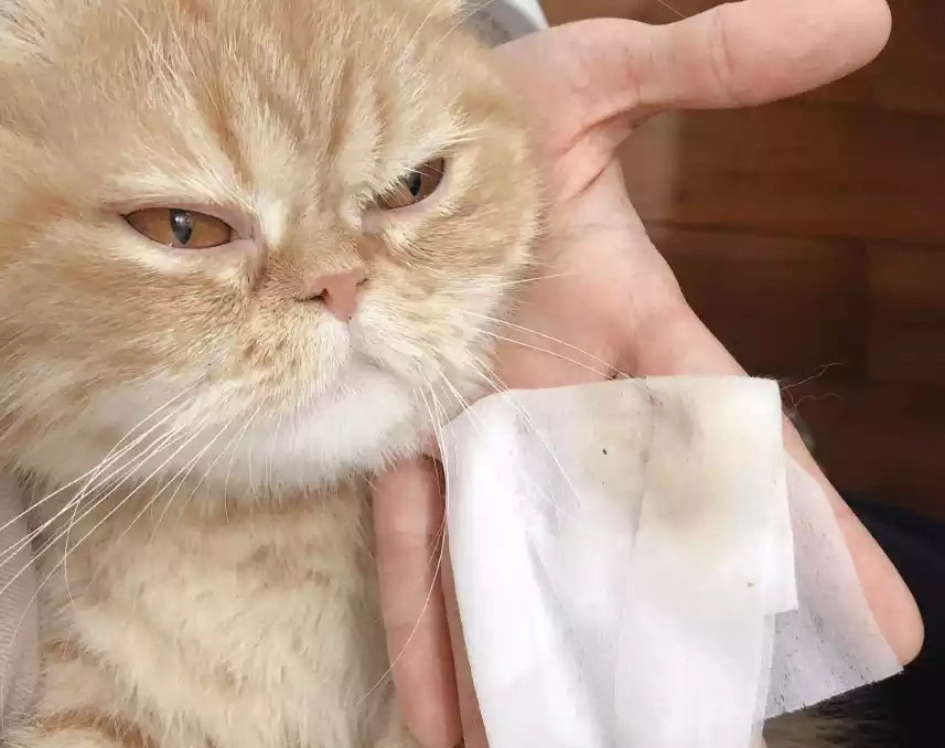猫の涙やけ：予防と自然療法 - HsViko ペットサプリメント