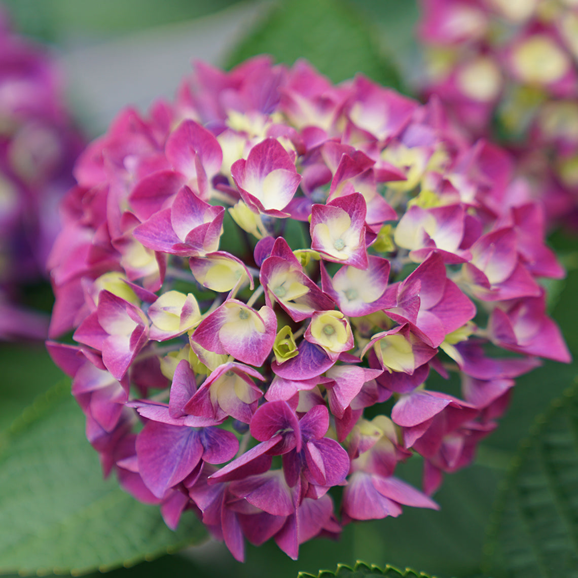 Wee Bit Giddy® Bigleaf Hydrangea