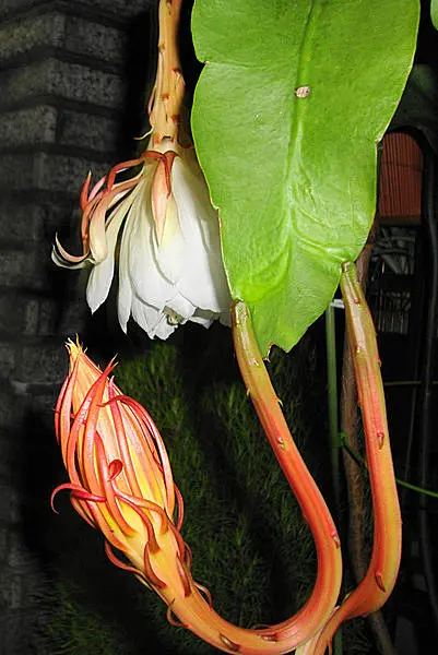 コウモリを惹きつける「月下美人（げっかびじん）」は妖しく艶やかに