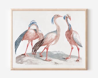 スズメの版画、ヴィンテージ鳥類学リトグラフ、1960年代の野生動物