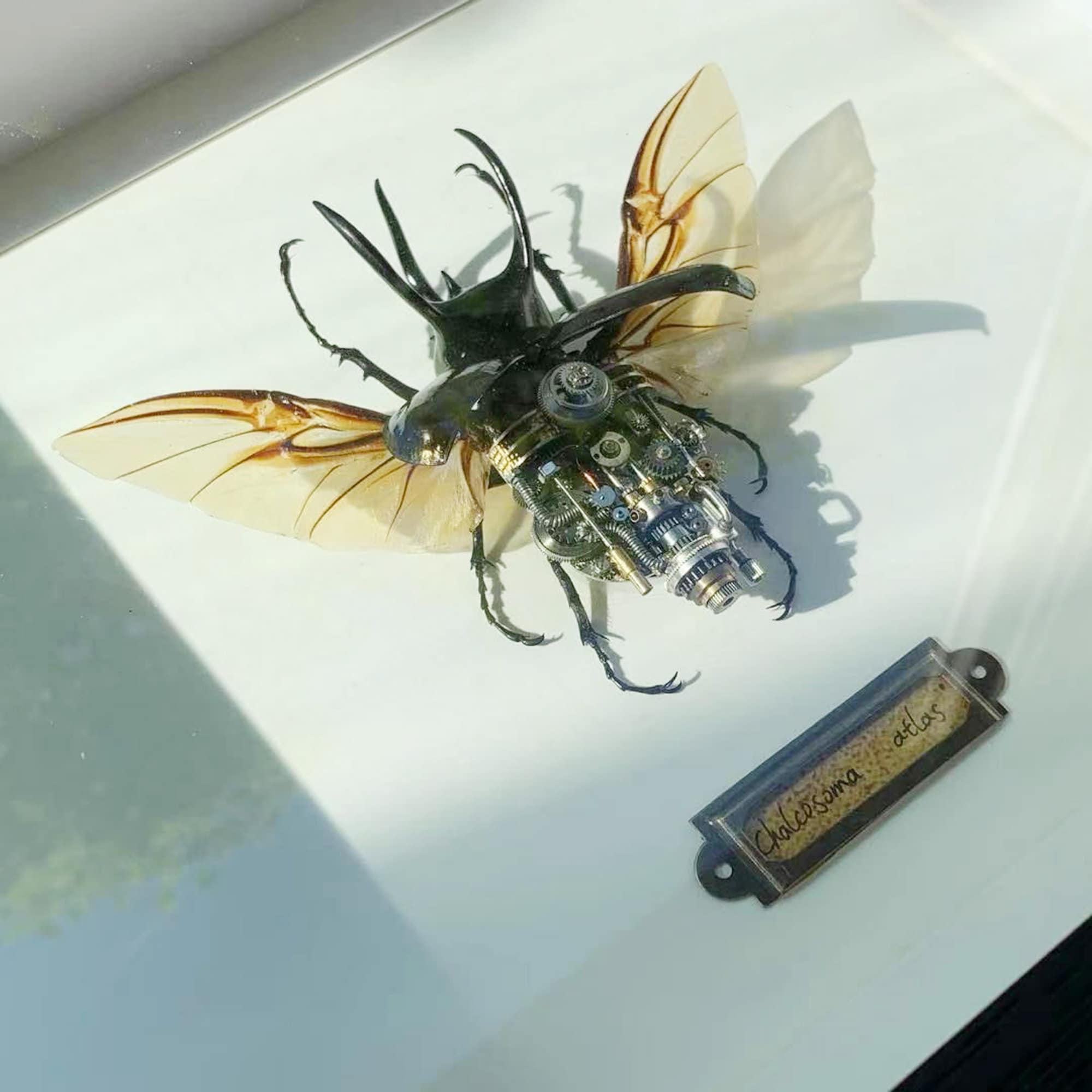 スチームパンク ビートル 昆虫 機械生物 彫刻 時計仕掛け リアル
