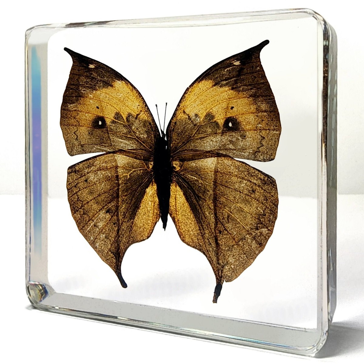 Dead leaf butterfly in resin, real butterfly display, Kallima