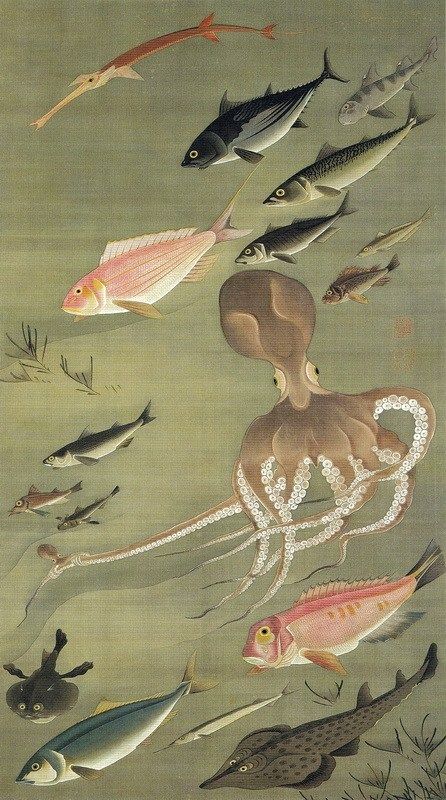 動植綵絵 27 群魚図《蛸》 Gungyo-zu“Tako”(Fish-Octopus)