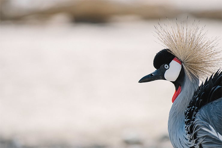 Nikon AF-S Nikkor 200-500mm f/5.6E ED VR Review | PCMag