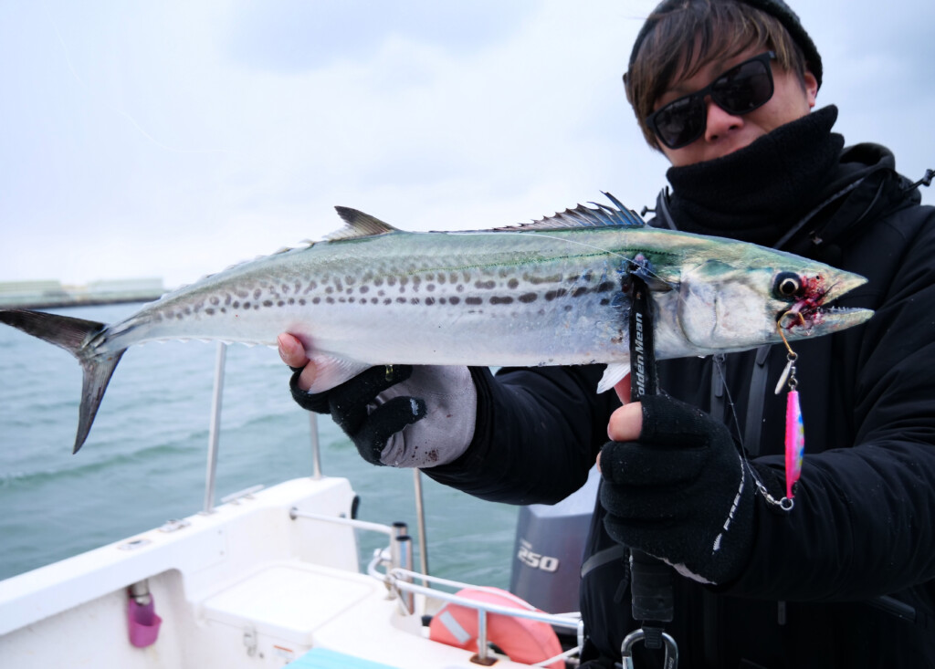 ジャックアイ】新潟東港・サワラスピンでサゴシ祭！ ジャーキングで