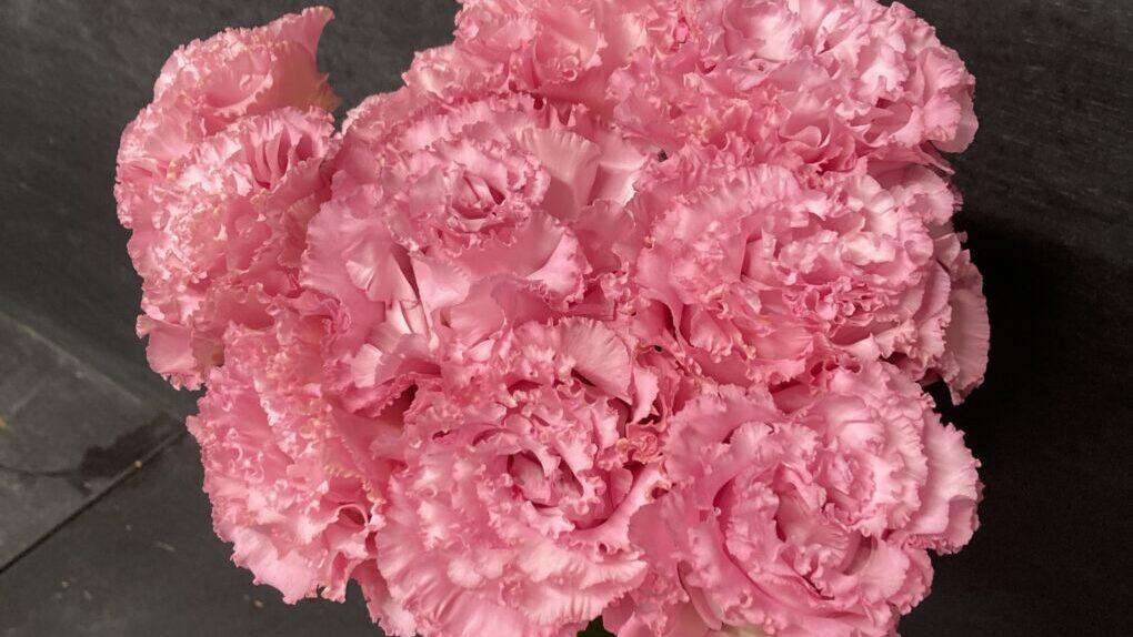 まとめ】リシアンサスってどんな花？トルコキキョウとなにが違うの