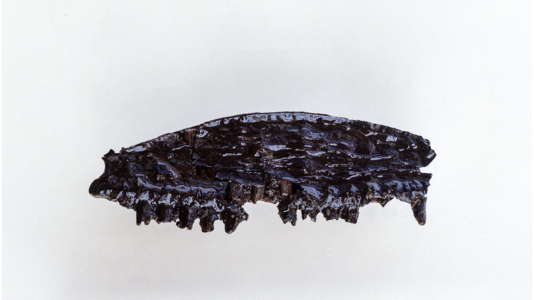 検索結果｜石川デジタルミュージアムネットワーク