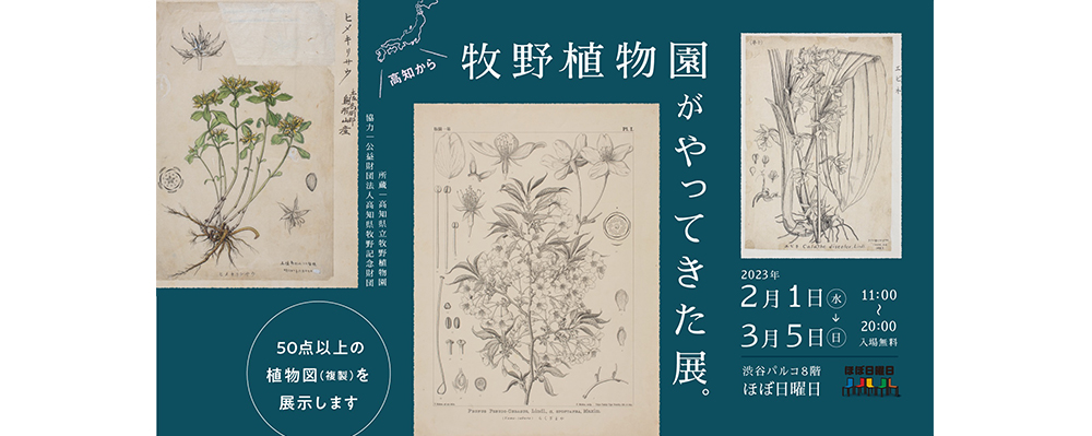 精緻な植物図が並ぶ「牧野植物園がやってきた展。」が2月1日（水