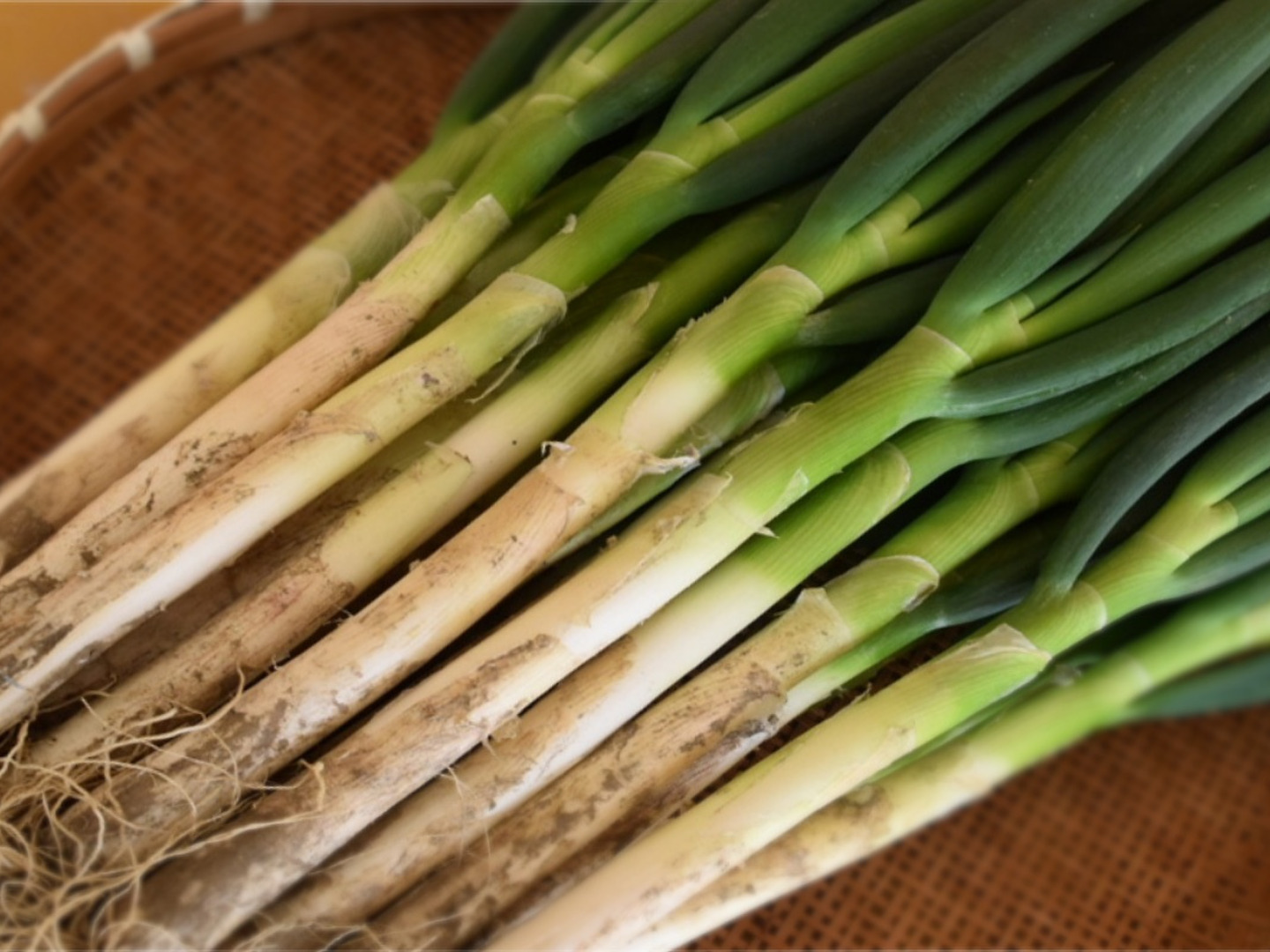 深谷蜜ねぎ（5kg）｜農家直送・新戒産・たっぷり楽しむしっかり量