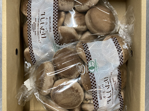 超ジャンボ！肉厚生椎茸【1kg】 1枚必ず50g以上の希少椎茸です：岡山