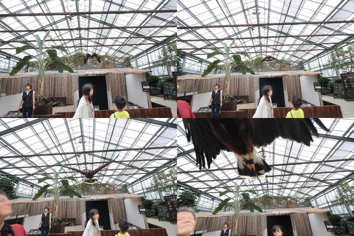 キヤノン EOS 70D レビュー」 第3回：高速連写 | GANREF