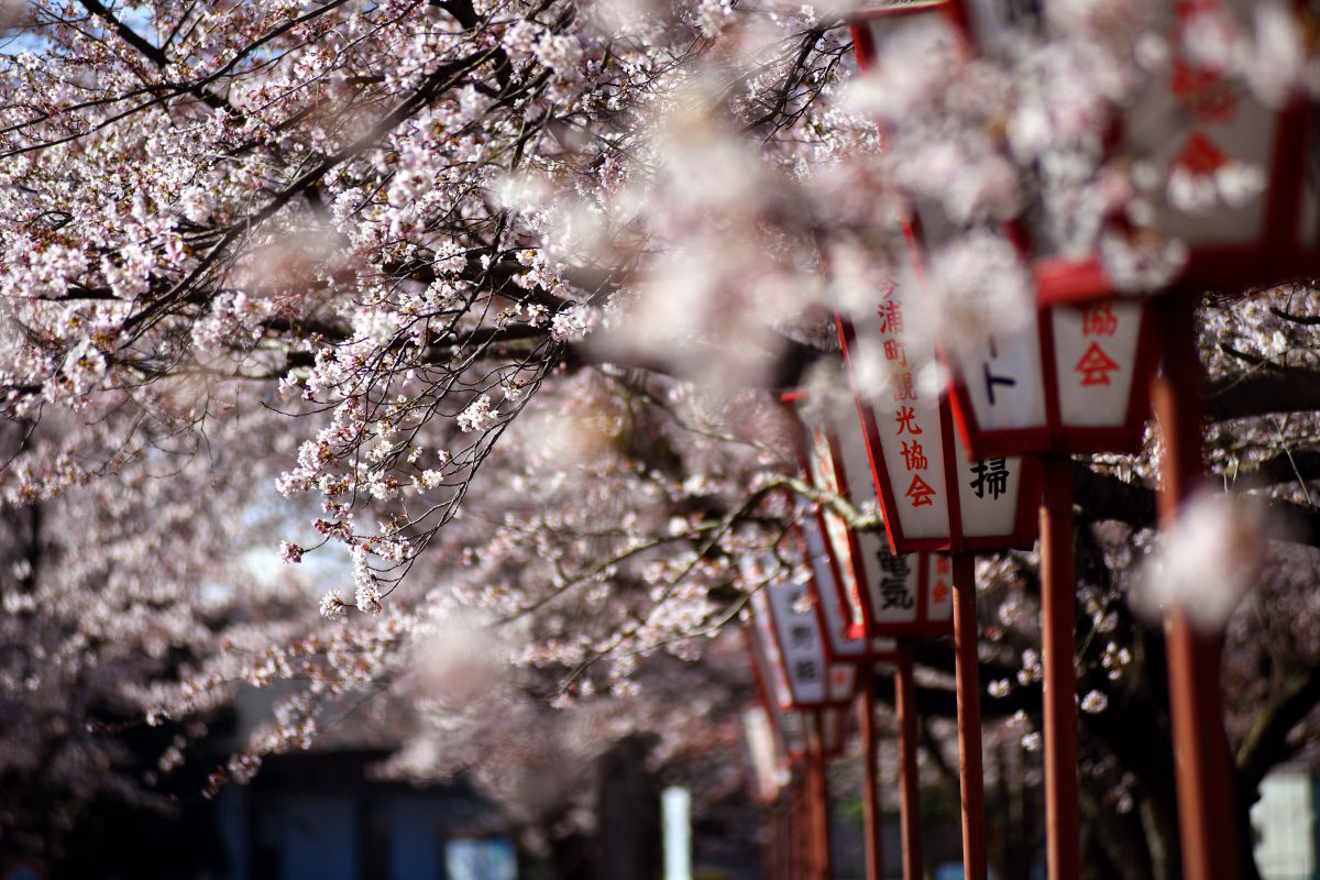 Ai AF Zoom-Nikkor 80-200mm f/2.8D ED ＜NEW＞で撮影された写真