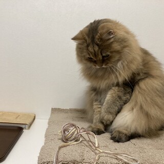 チンチラゴールデン ペル」東京都 - 猫の里親募集(402108