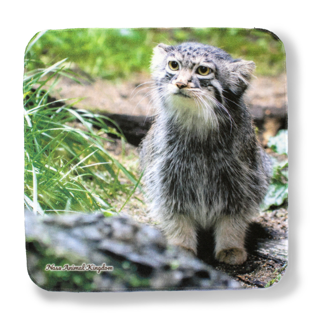 original】ガーゼハンドタオル マヌルネコ アブリコース 砂上 | 那須