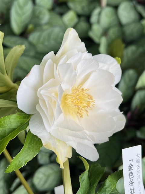 進撃の巨輪 金色冬牡丹【So179】typeホワイトゴールド 直径8㎝程