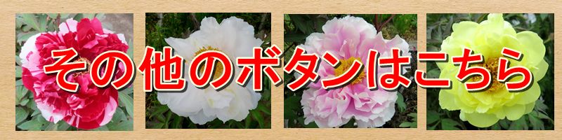 楽天市場】ボタン(牡丹) 苗木 島の藤（シマノフジ） 7号 : 千草園芸