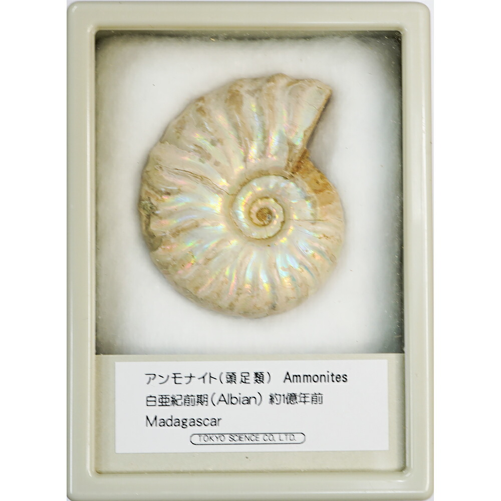 楽天市場】アンモナイト磨き 体験キットシリーズ (アンモナイト磨き