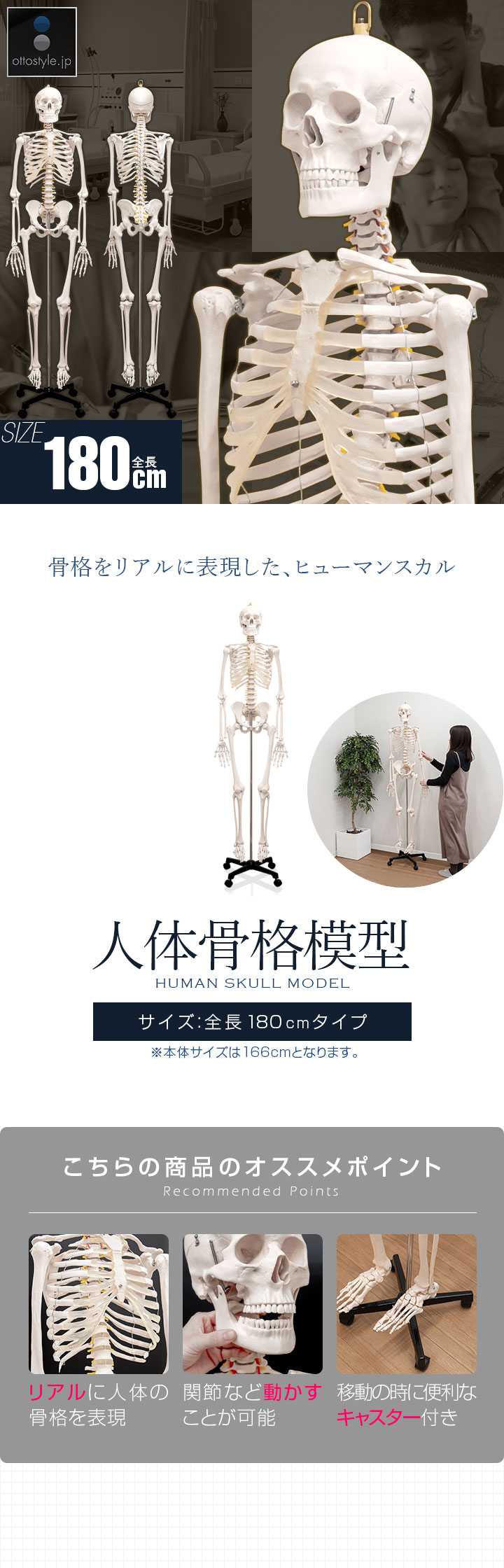 楽天市場】【楽天1位】人体模型 骨格模型 骨 等身大 身長約166cm 展示