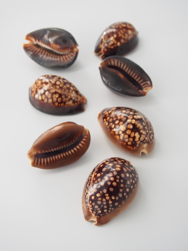 ハチジョウダカラ【6cm前後/1個】 En:chocolate cowrie (Size