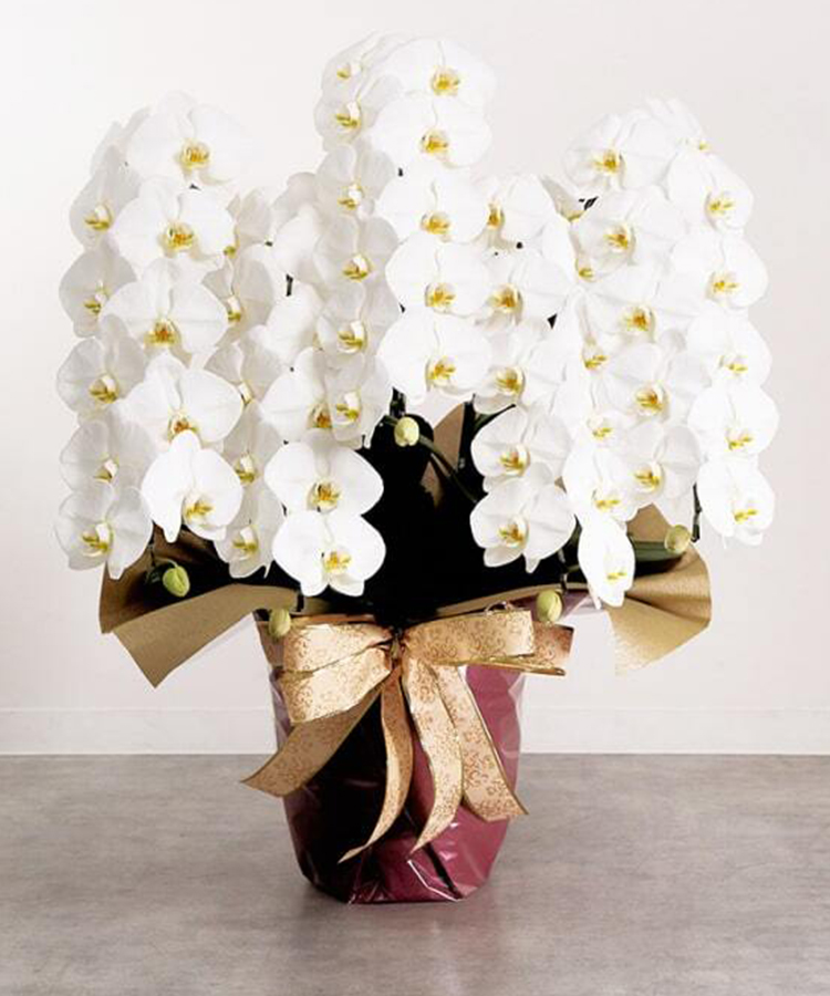 胡蝶蘭 白 5本立ち60輪程度 生花 ｜お祝いギフトなら胡蝶蘭専門店