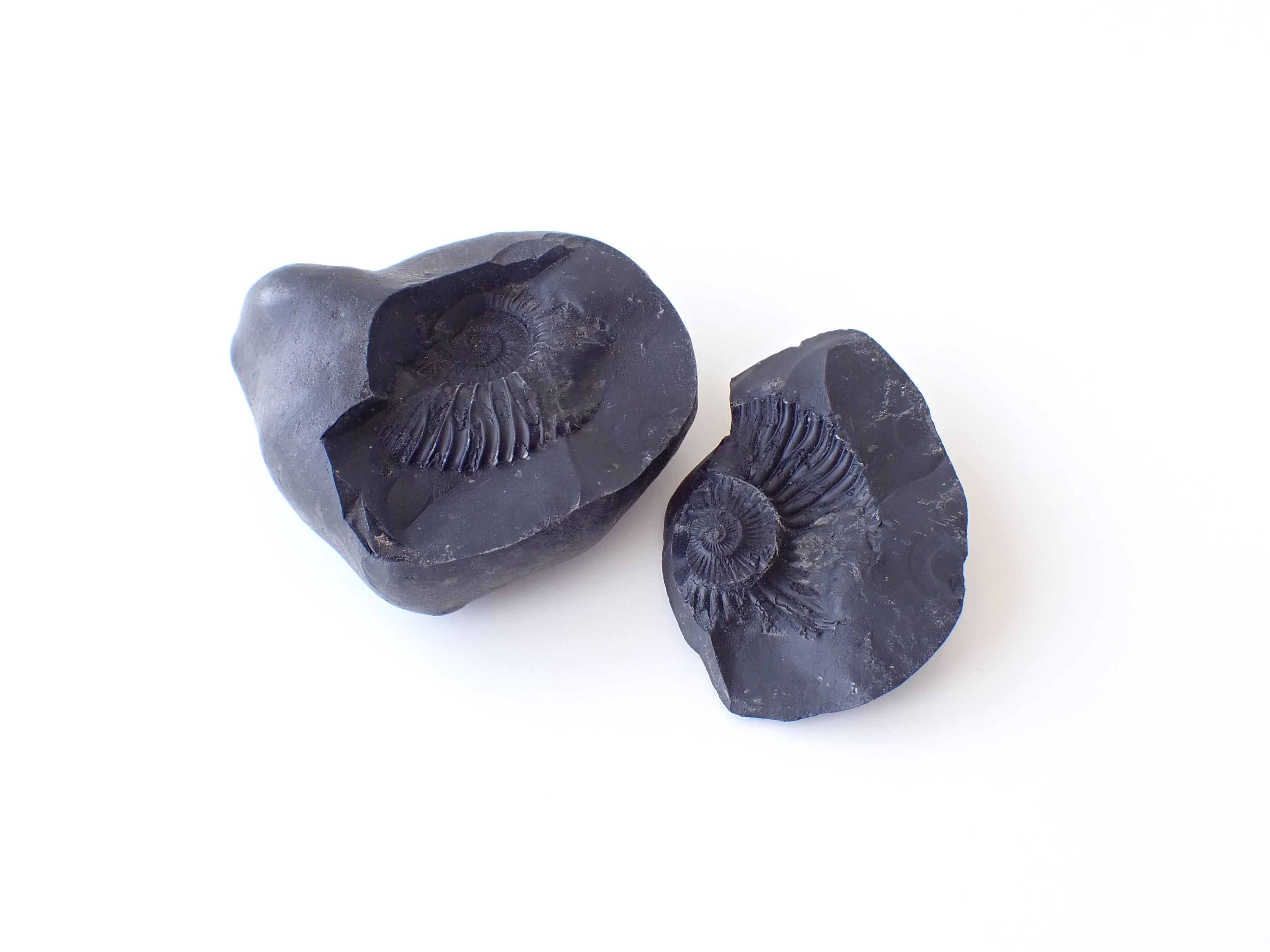 AL0035 【稀少】 ネパール産 アンモナイト 化石／Saligram（サリグラム