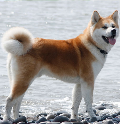 秋田犬 レザー携帯ストラップ：87犬種の革製品/VANCAショップ