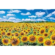 Amazon | エポック社 1000ピース ジグソーパズル 日本風景 陽光に輝く