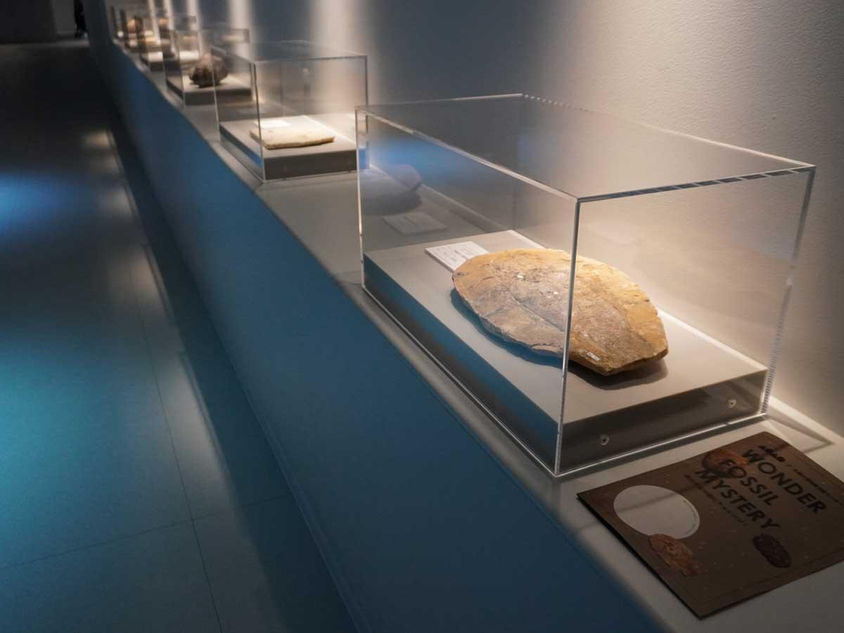 札幌・都市型水族館「AOAO」で海の化石の新展示 展示標本6点 - 札幌