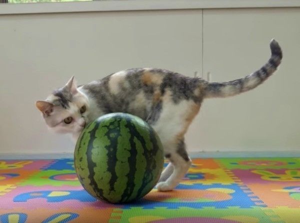スイカをくるくる回してみると…ニャンコの豹変ぶりがすごい