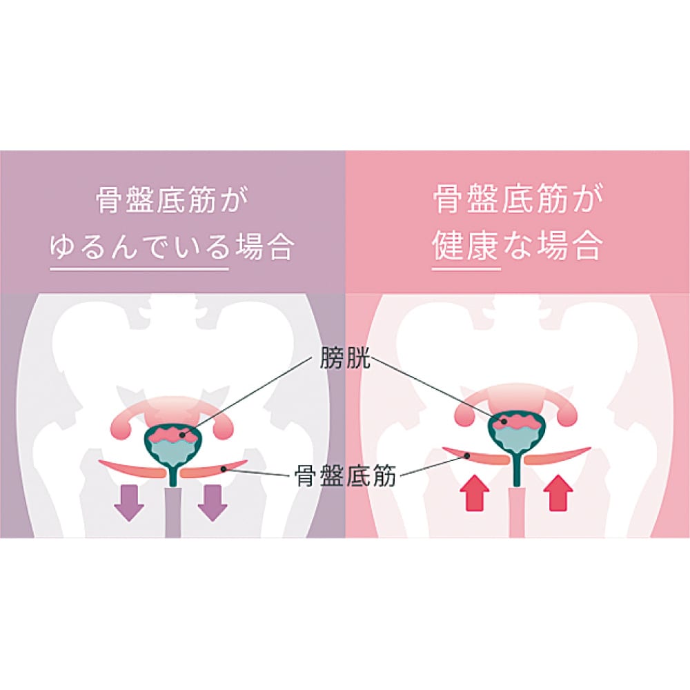 SIXPAD/シックスパッド 骨盤底筋ケアガードル 通販 - ディノス