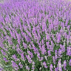 園芸ネット本店｜イングリッシュラベンダー カノンスター4号鉢植え の