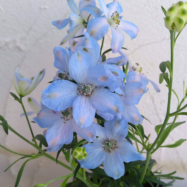 園芸ネット本店｜デルフィニウム：アクアブルー3.5号ポット の通販【公式】