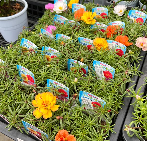 園芸ネット本店｜マツバボタン・ソーラーキッズ花色ミックス3-3.5号
