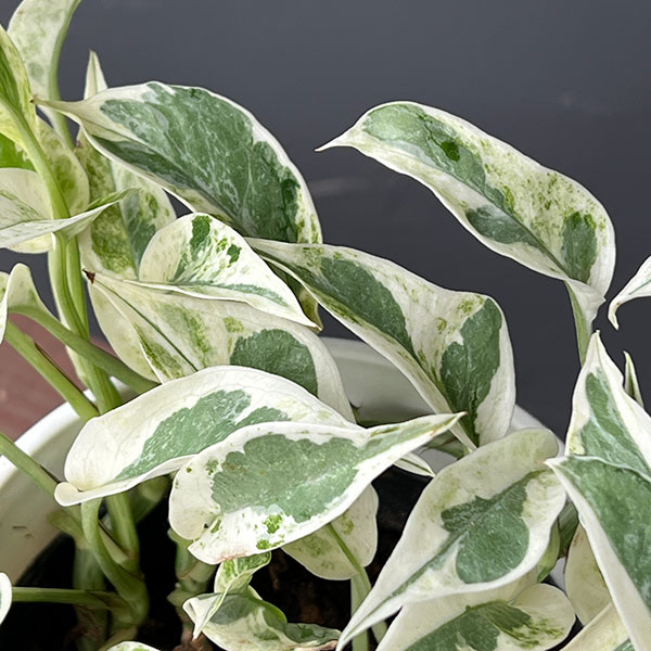 園芸ネット本店｜ポトス：エクセレント 4号鉢入り の通販【公式】