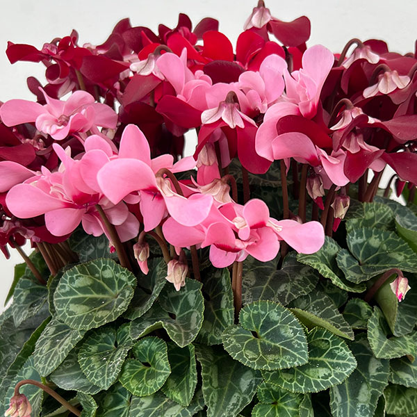 園芸ネット本店｜シクラメン：スーパージックス3色植え7号オーバル