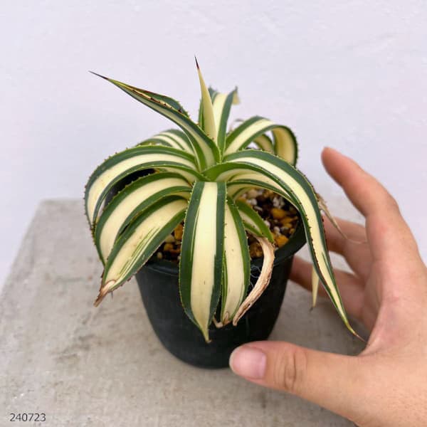 園芸ネット本店｜アガベ：フィリフェラ 藍光黄中斑（発根済み） 2.5号