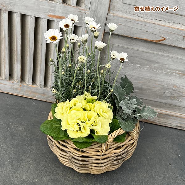 園芸ネット本店｜季節のミニ寄せ植え：プリムラ・ジュリアン