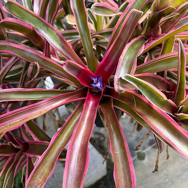 園芸ネット本店｜ネオレゲリア：ファイヤーボール 5号吊り鉢* の通販