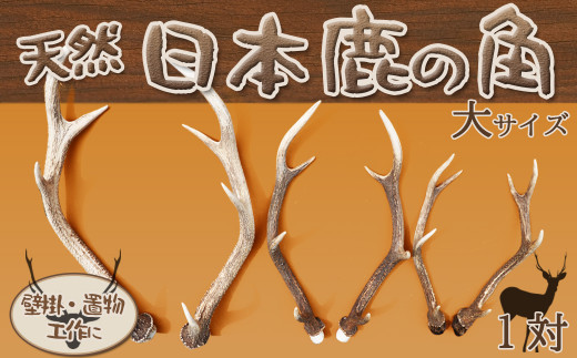 房総ジビエクラフト】工芸・壁飾り用天然素材『日本鹿の角 一対』大