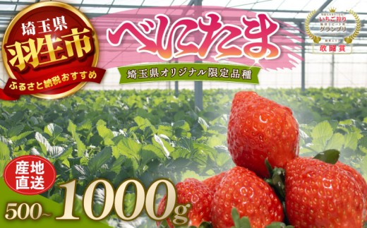 いちご 埼玉限定いちご べにたま イチゴ 500g 1000g イチゴ 苺