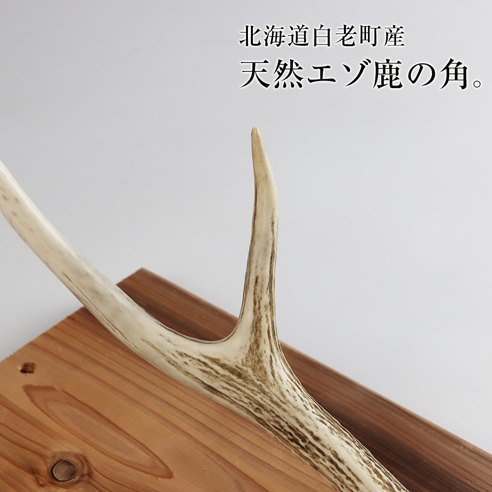 エゾシカ角 壁掛け（横約20cm×縦約60㎝） - 北海道白老町｜ふるさと