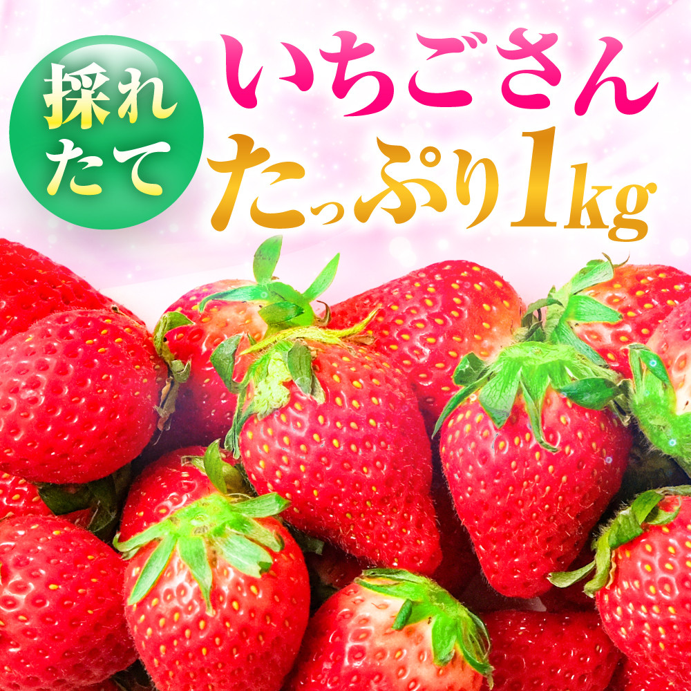 60セット限定！追加受付！】佐賀県産 いちごさん 計1kg 以上（約250g