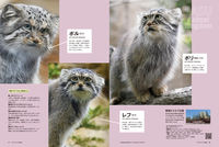 マヌルネコ 15の秘密 今泉忠明(監修) - ライブ・パブリッシング | 版元