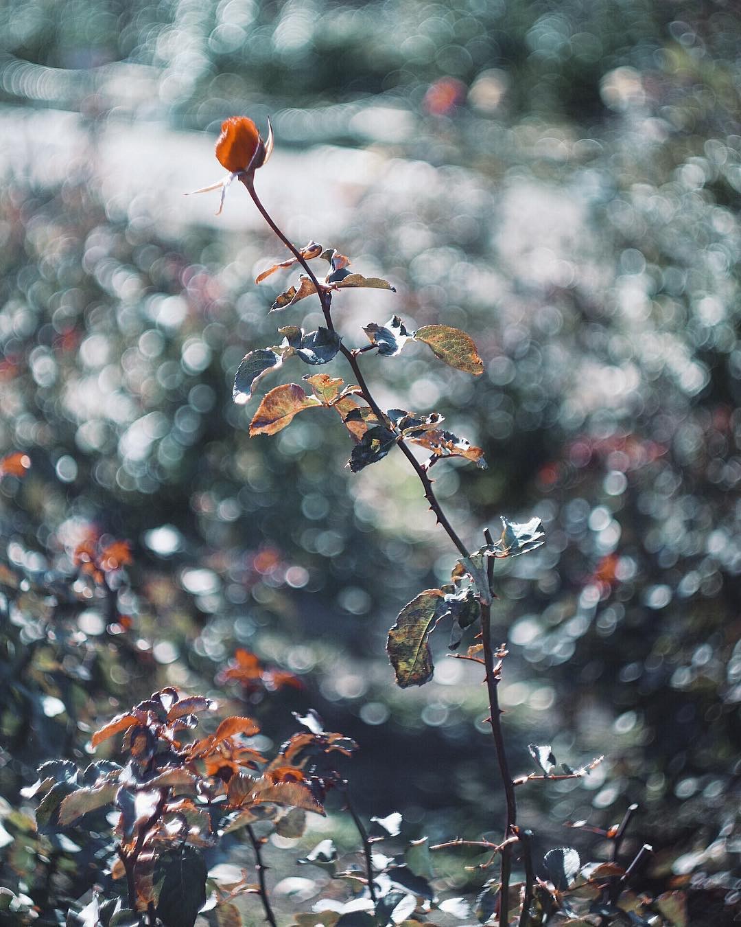 Helios 44-2 58mm F2を徹底解説。作例から中古相場まで | ONE SCENE