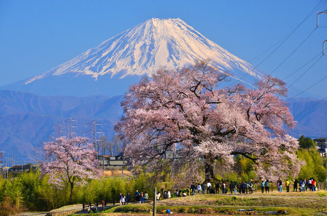 富士山と桜が眺められる絶景スポット8選！2026年の見頃情報も＜山梨