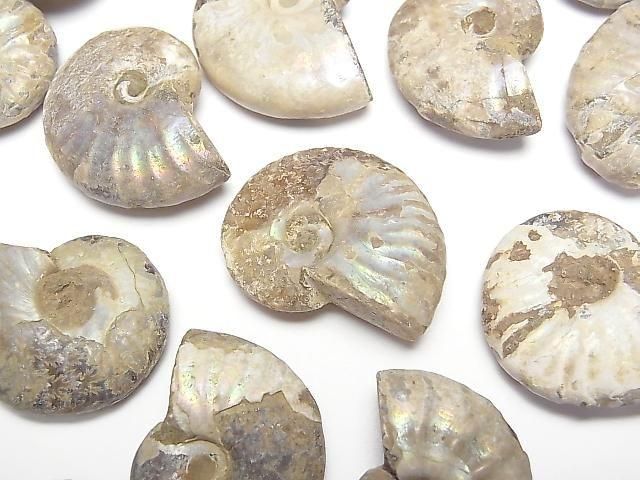 アンモナイトの化石（産地・マダガスカル） 5個｜天然石ビーズの卸問屋