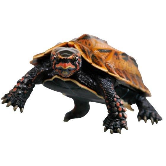 いきもん ネイチャーテクニカラー 日本のカメ 特装版 リュウキュウヤマガメ