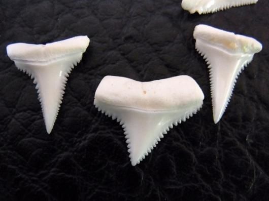 ☆即納☆本物！ホオジロザメの歯（18本セット） - 頭骨・骨格標本